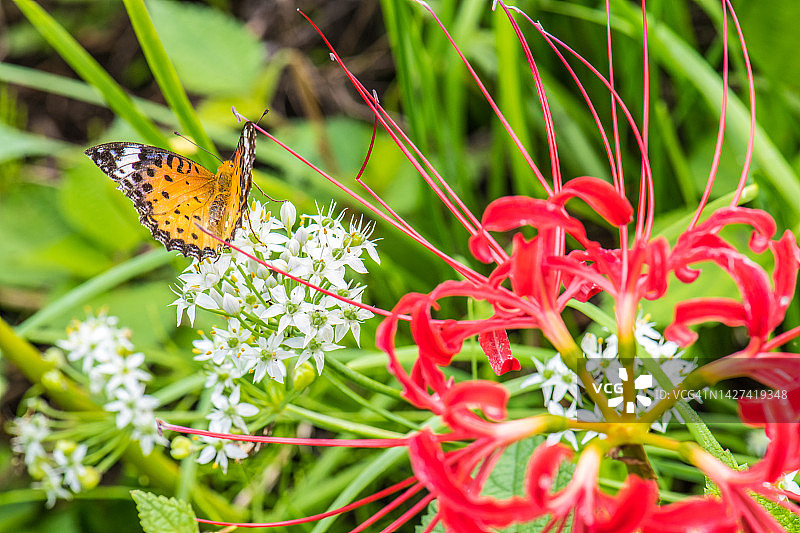 红色彼岸花和贝母图片素材