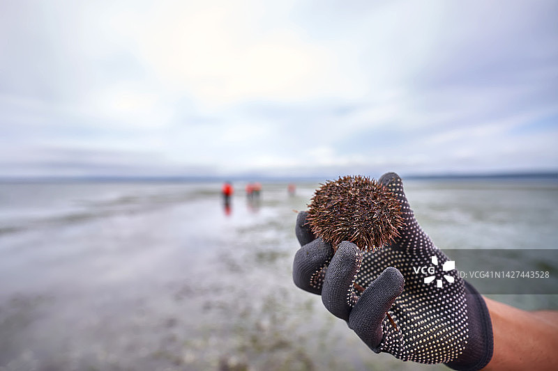 戴防护手套手握新鲜海胆图片素材