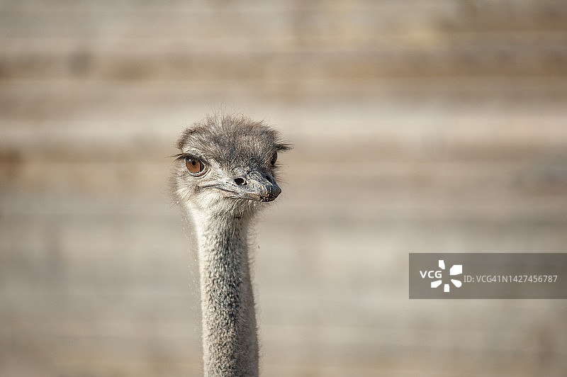 鸸鹋头部特写图片素材
