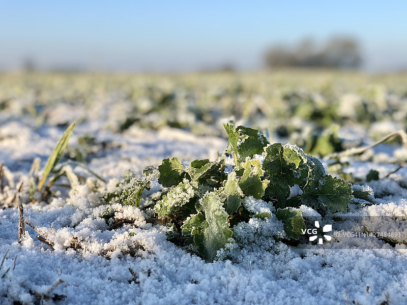 冰霜作物图片素材