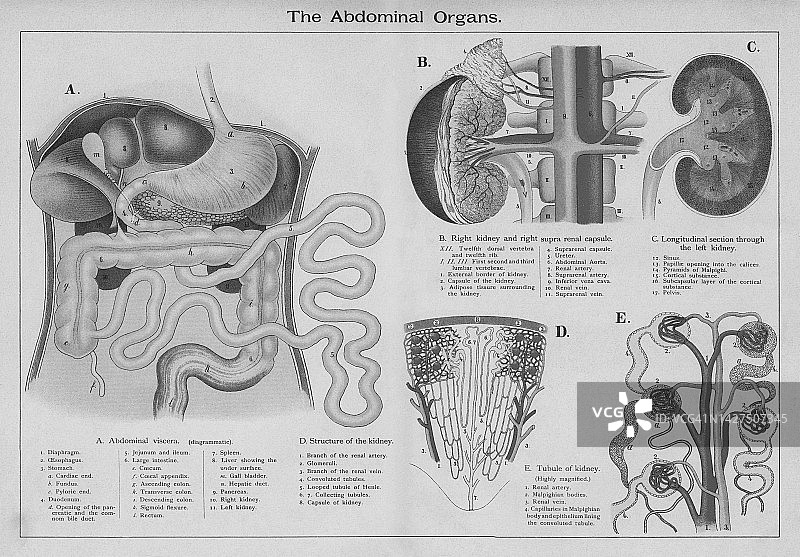 人体腹部内脏的古老彩色石印插画图片素材