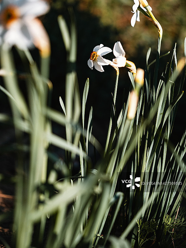 阳光明媚的春天水仙花特写图片素材