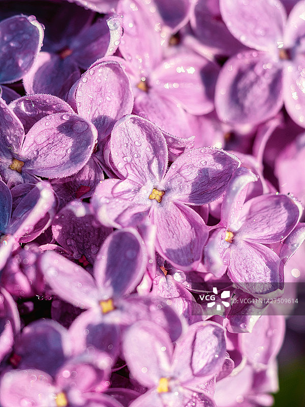 带水滴的丁香花特写图片素材