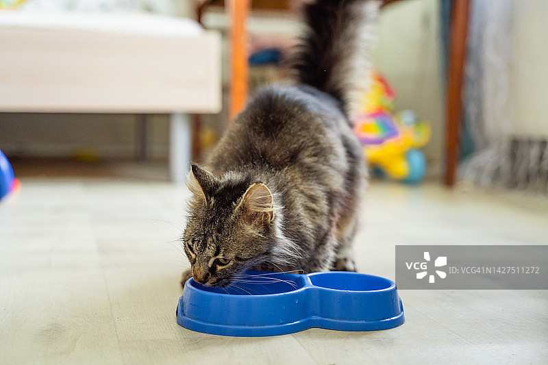 灰色猫咪正在吃食物图片素材