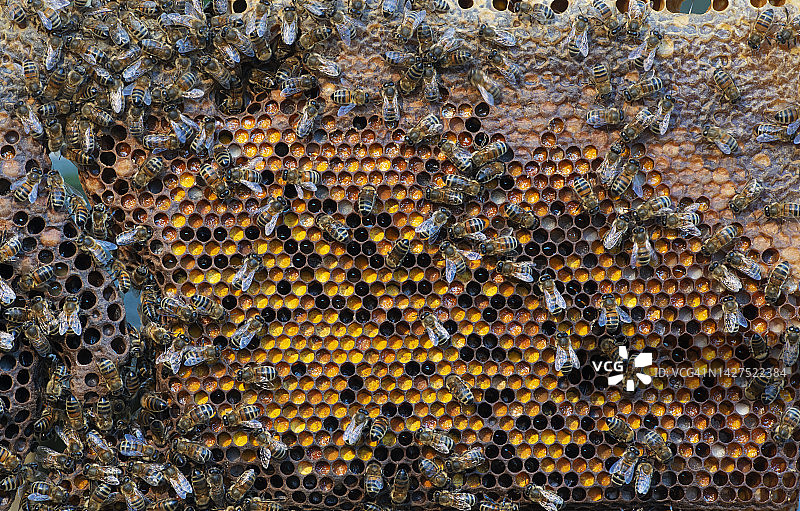 蜂巢里的欧洲蜜蜂图片素材