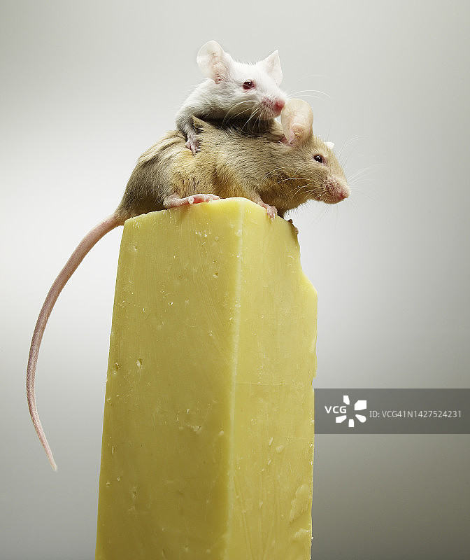 顶上两只小老鼠的奶酪图片素材