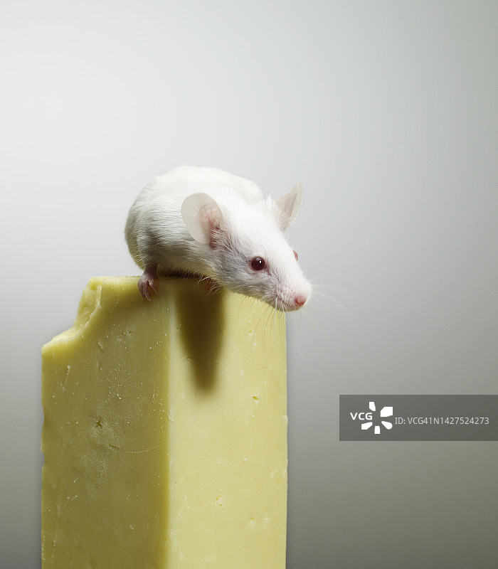 顶上有一只老鼠的奶酪图片素材