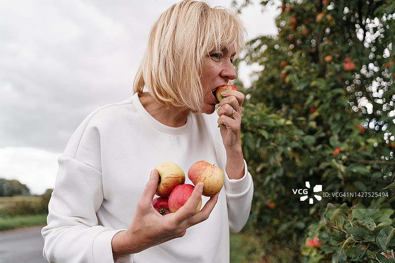 中年妇女从苹果树上摘苹果图片素材