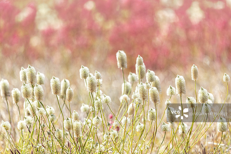 春天的澳大利亚野花图片素材