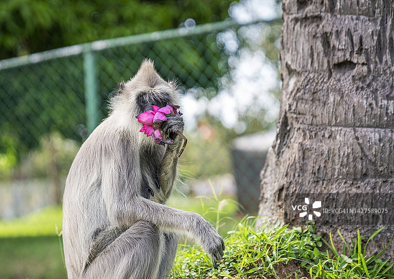 猕猴在斯里兰卡米欣泰莱遗址坐着吃花图片素材