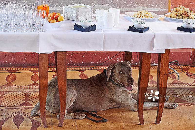 桌子下的狗图片素材