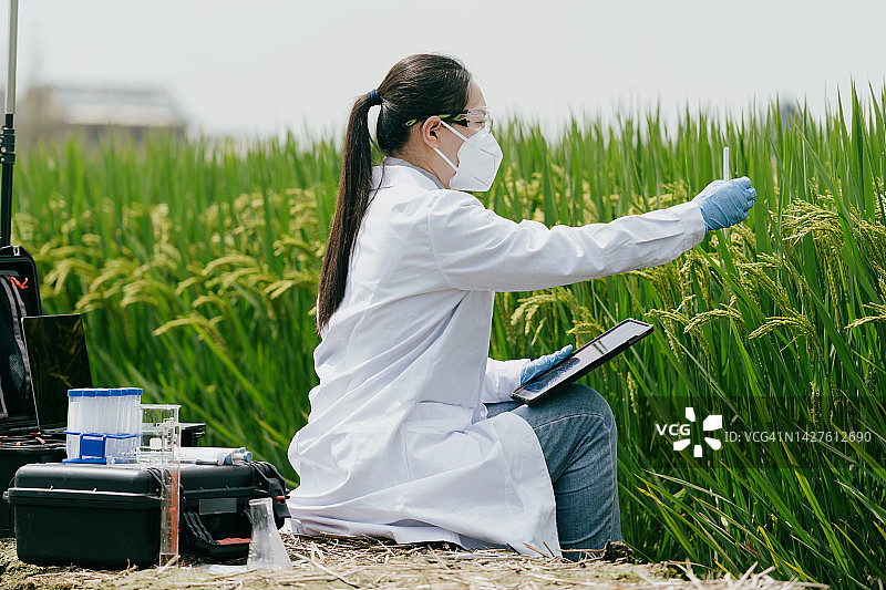 转基因科学家正在杂交水稻试验田工作图片素材