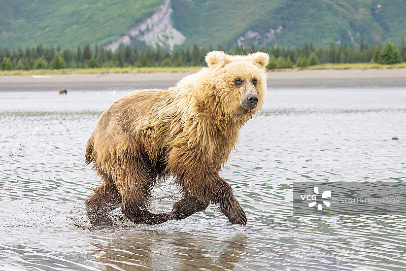 奔跑并看向镜头的棕熊图片素材
