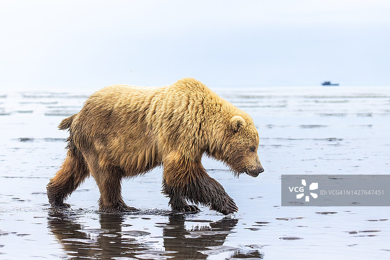 海岸棕熊和远处的船只图片素材