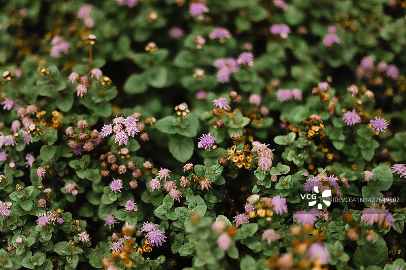 小的花图片素材