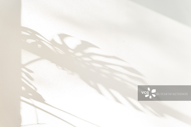 植物阴影背景：阳光下的龟背竹在壁纸上的投影图片素材