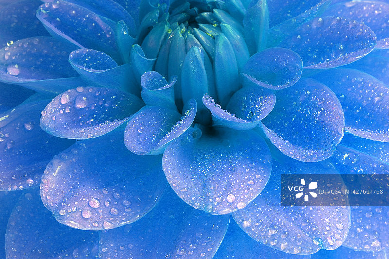 蓝色梦幻大丽花花瓣特写，带水滴图片素材