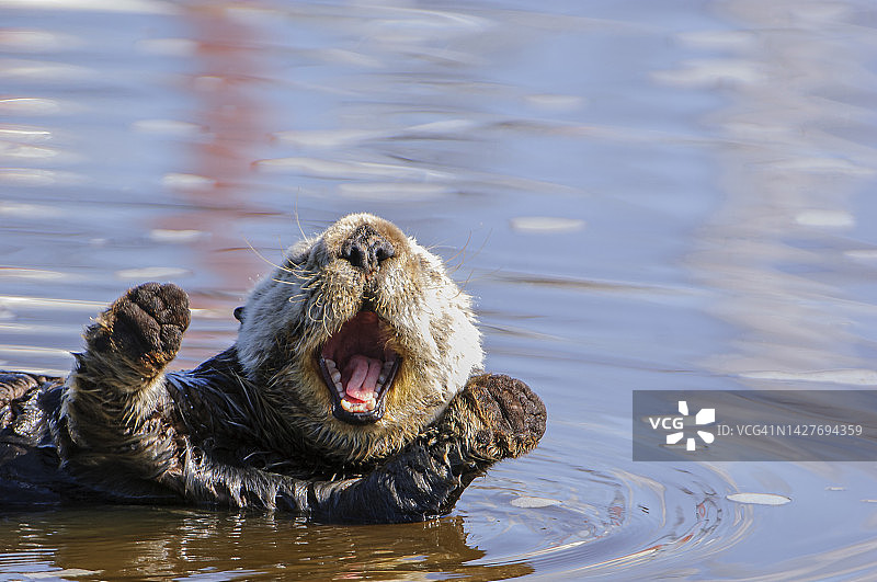 平静海水中休息的野生海獭特写图片素材