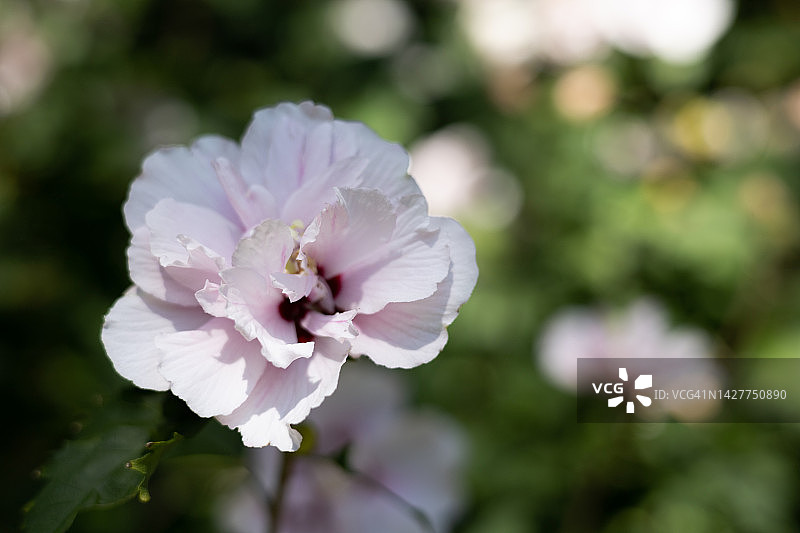 单支淡粉色木槿花图片素材