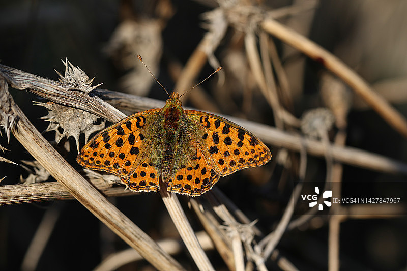 罕见的雄性西班牙女王蛱蝶停留在植物上，在英国肯特郡享受秋日阳光图片素材