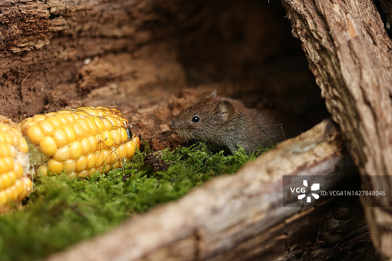 可爱的野生田鼠在林地里觅食，以刚收获的甜玉米为食图片素材