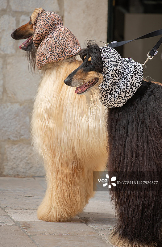 盛装打扮的阿富汗猎犬图片素材