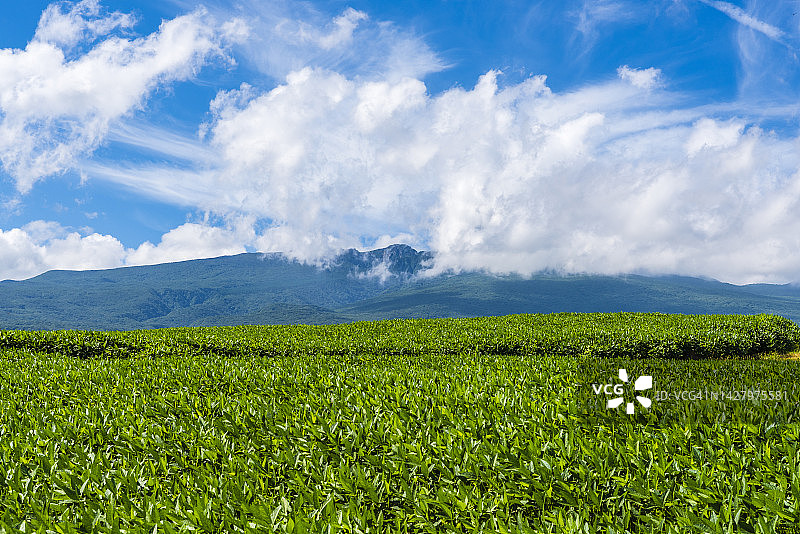 从绿茶田看到的汉拿山云雾图片素材