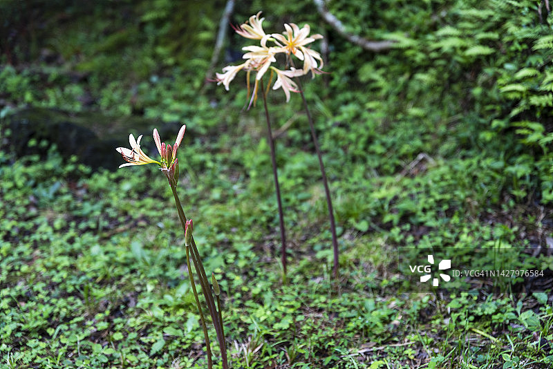 济州岛原生种：魔法百合图片素材