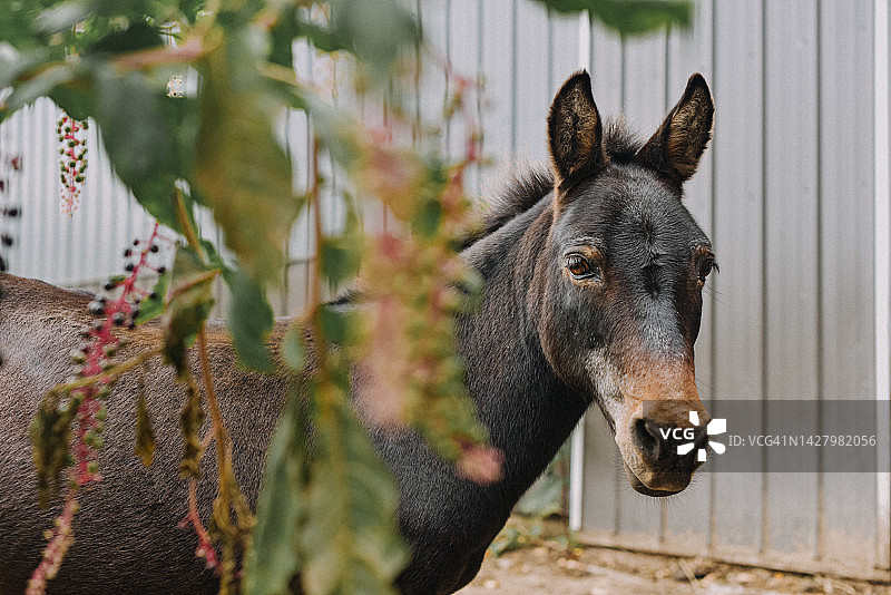 农场里的骡子图片素材