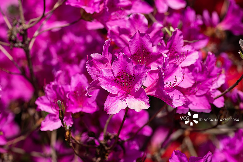 全罗南道康津郡南弥勒庵寺庙的杜鹃花图片素材