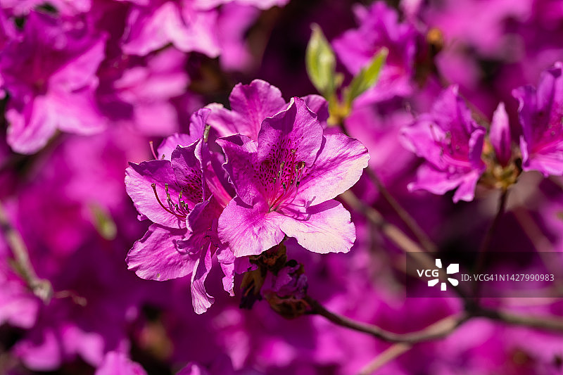 全罗南道康津郡南弥勒庵寺庙的杜鹃花图片素材