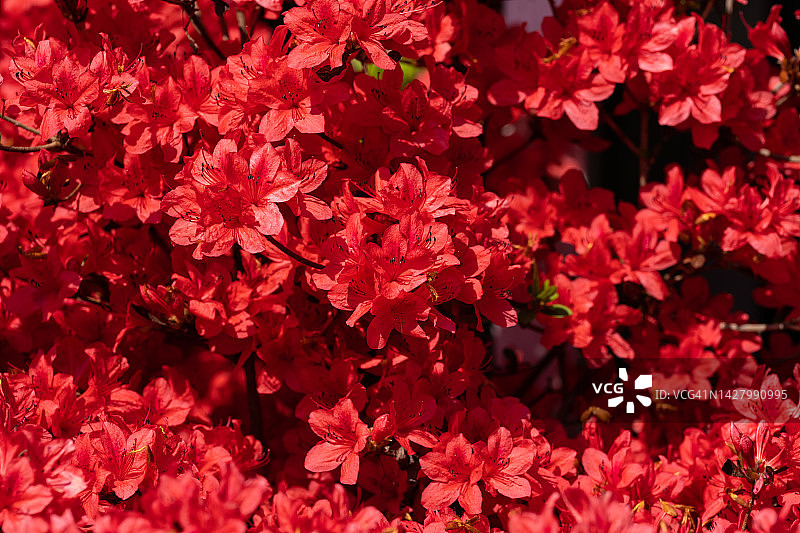 全罗南道康津郡南弥勒庵寺庙的杜鹃花图片素材