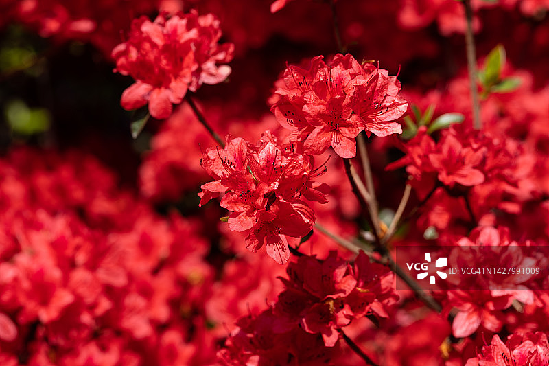 全罗南道康津郡南弥勒庵寺庙的杜鹃花图片素材