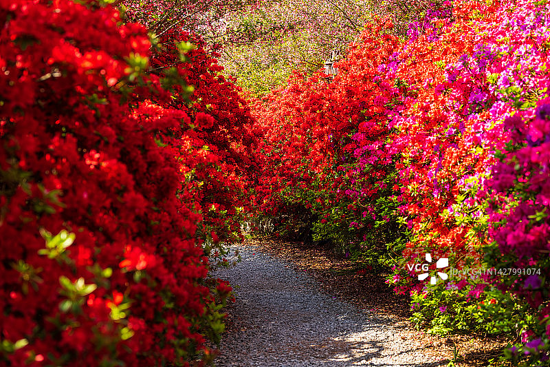 全罗南道康津郡南弥勒寺的杜鹃花和西方雏菊花图片素材