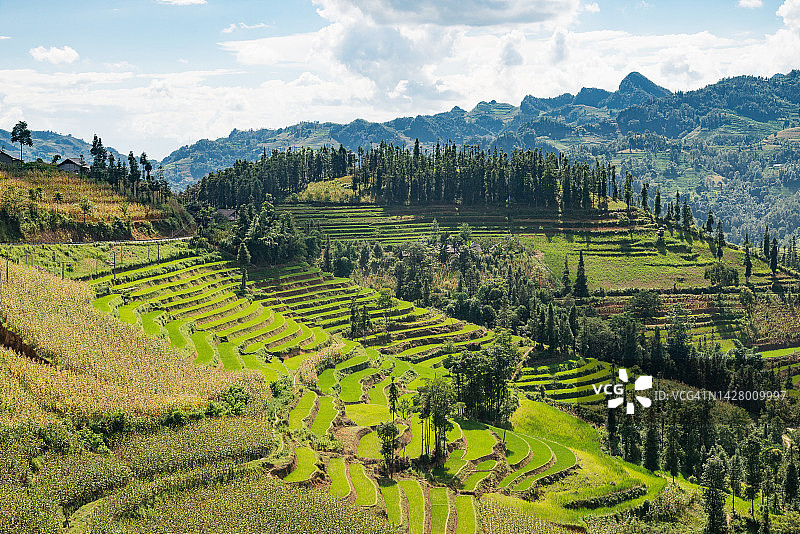 越南北部山区沙坝附近的梯田图片素材