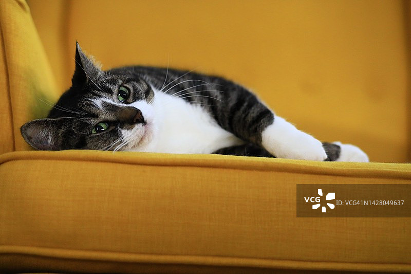 在家具上休息的虎斑猫图片素材