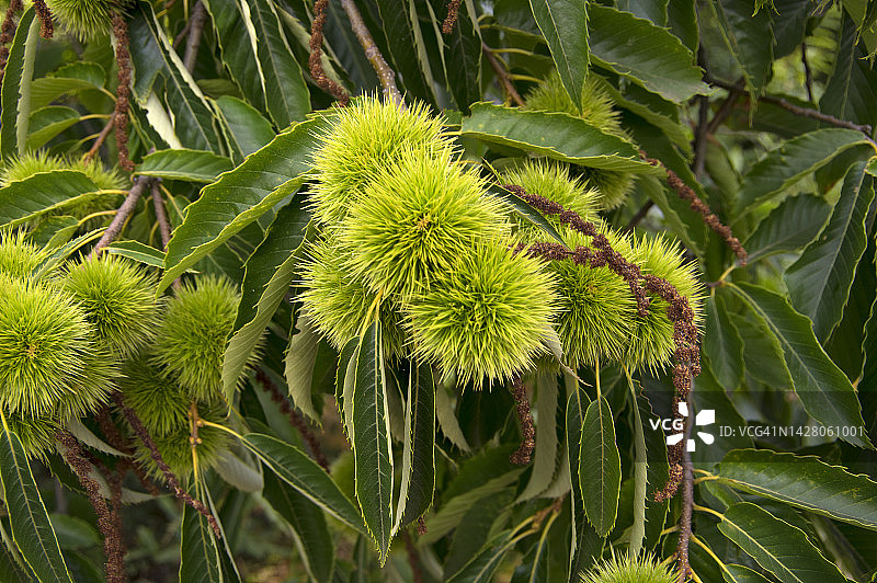 西班牙蓬特韦德拉省，树上绿色栗子的特写图片素材