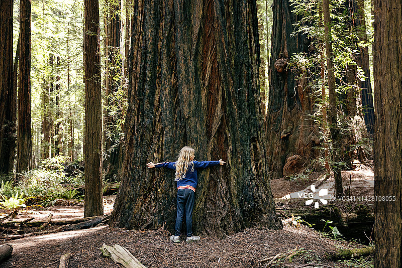女孩拥抱巨大的红杉树图片素材
