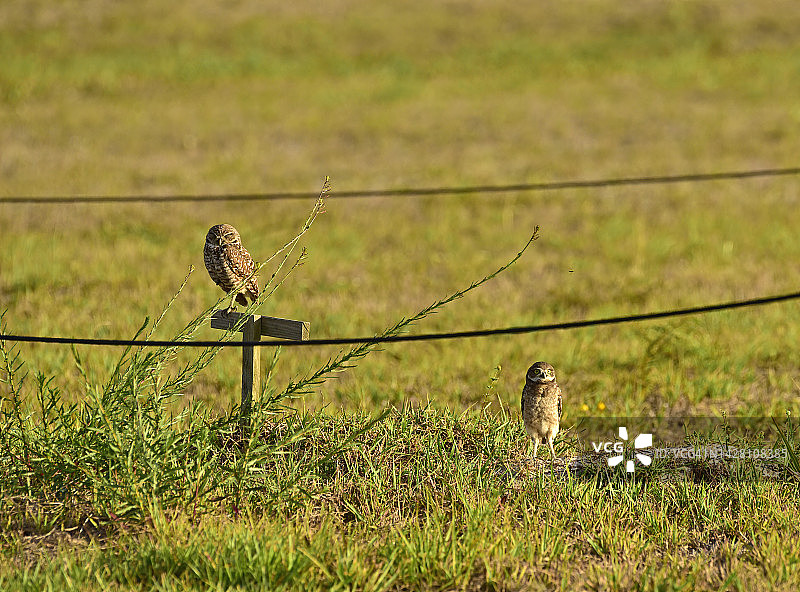 田野里的穴鸮图片素材