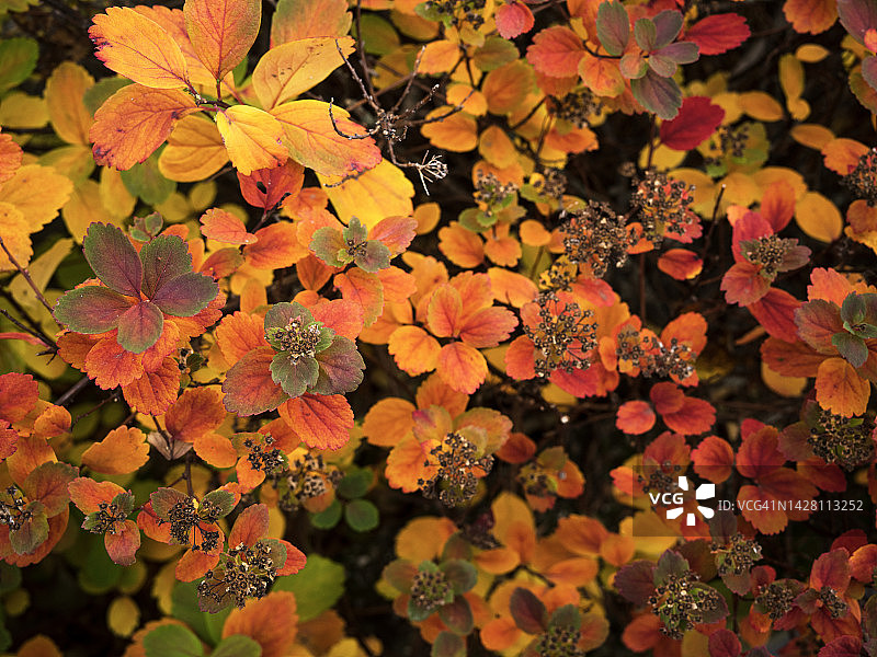 秋季绣线菊背景图片素材