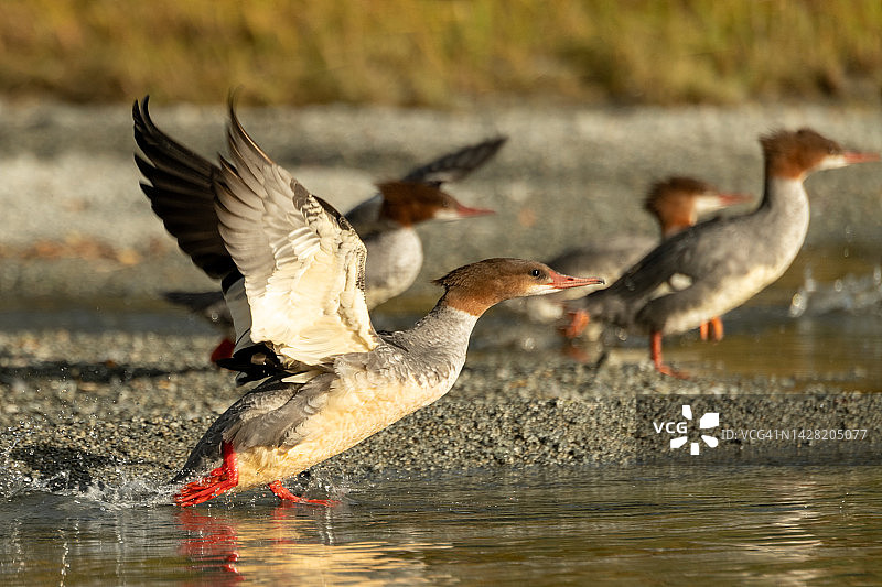 克拉克湖国家公园新月湖上的普通秋沙鸭群图片素材