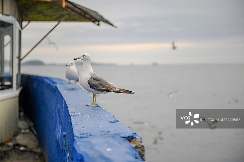 海鸥图片素材