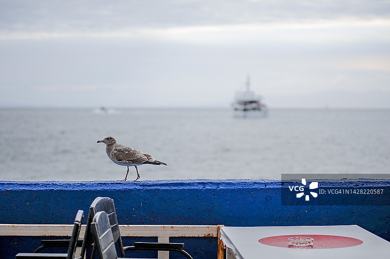 海鸥在墙上行走图片素材