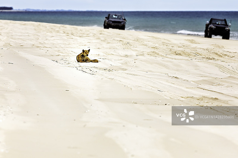 丁格犬 - 弗雷泽岛图片素材