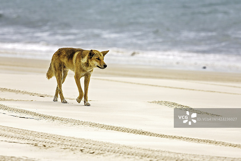 丁格犬 - 弗雷泽岛图片素材