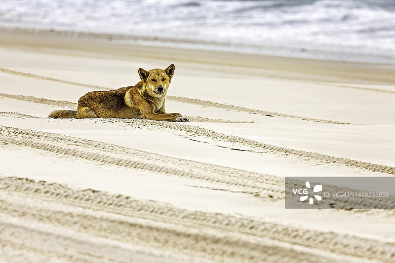 丁格犬 - 弗雷泽岛图片素材