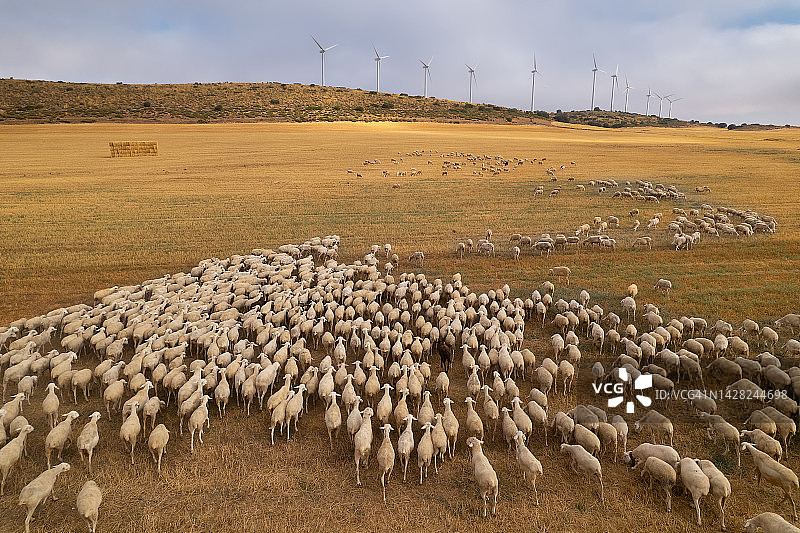 秋日夕阳下，羊群在农田中吃草，远处可见风力涡轮机发电。图片素材