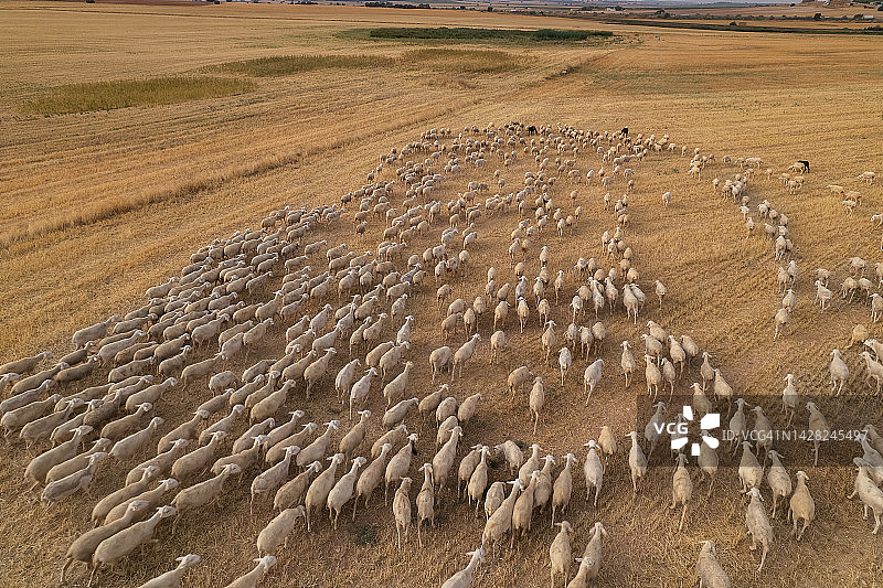 航拍：秋日夕阳下，农业田野中一群放牧的绵羊侧视图，西班牙图片素材