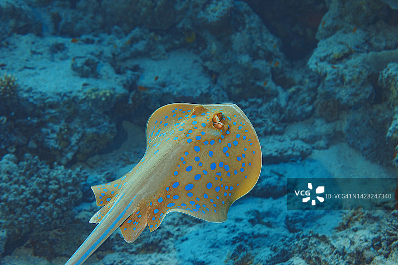 蓝点魟鱼水下珊瑚礁生态摄影图片素材