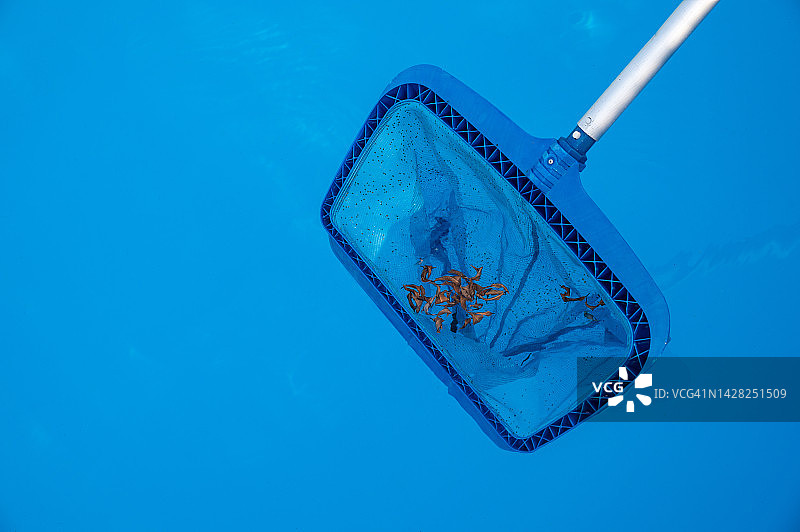 有人用长撇渣器清除漂浮在水池表面的落叶和碎屑。图片素材